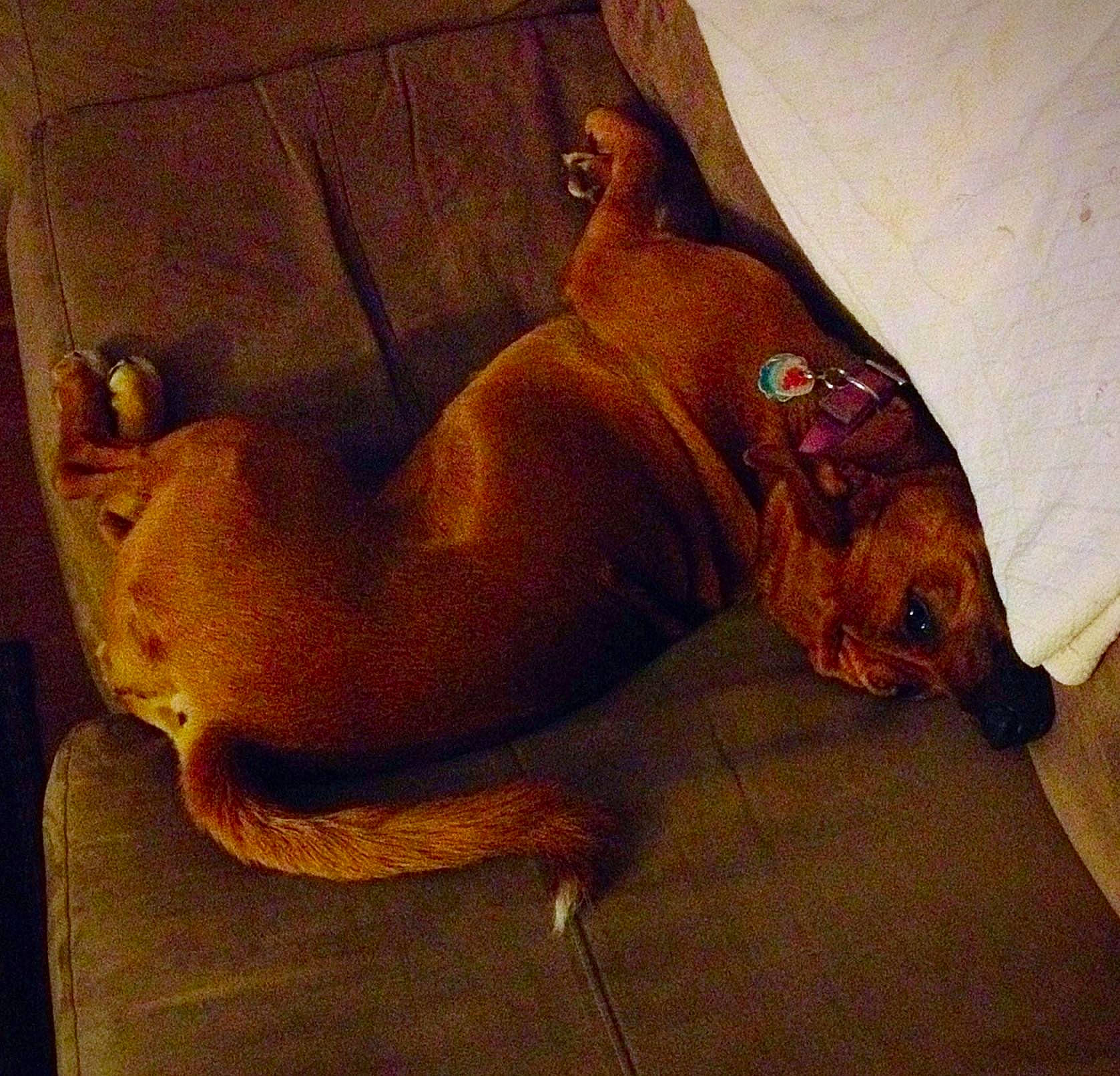 Tiki joined the competition — help win amazing prizes! art, canidae, carnivore, chest, comfort, companion_dog, dog, dog_breed, dog_supply, fawn, liver, non_sporting_group, painting, paw, snout, sporting_group, tail, terrestrial_animal, visual_arts, working_animal