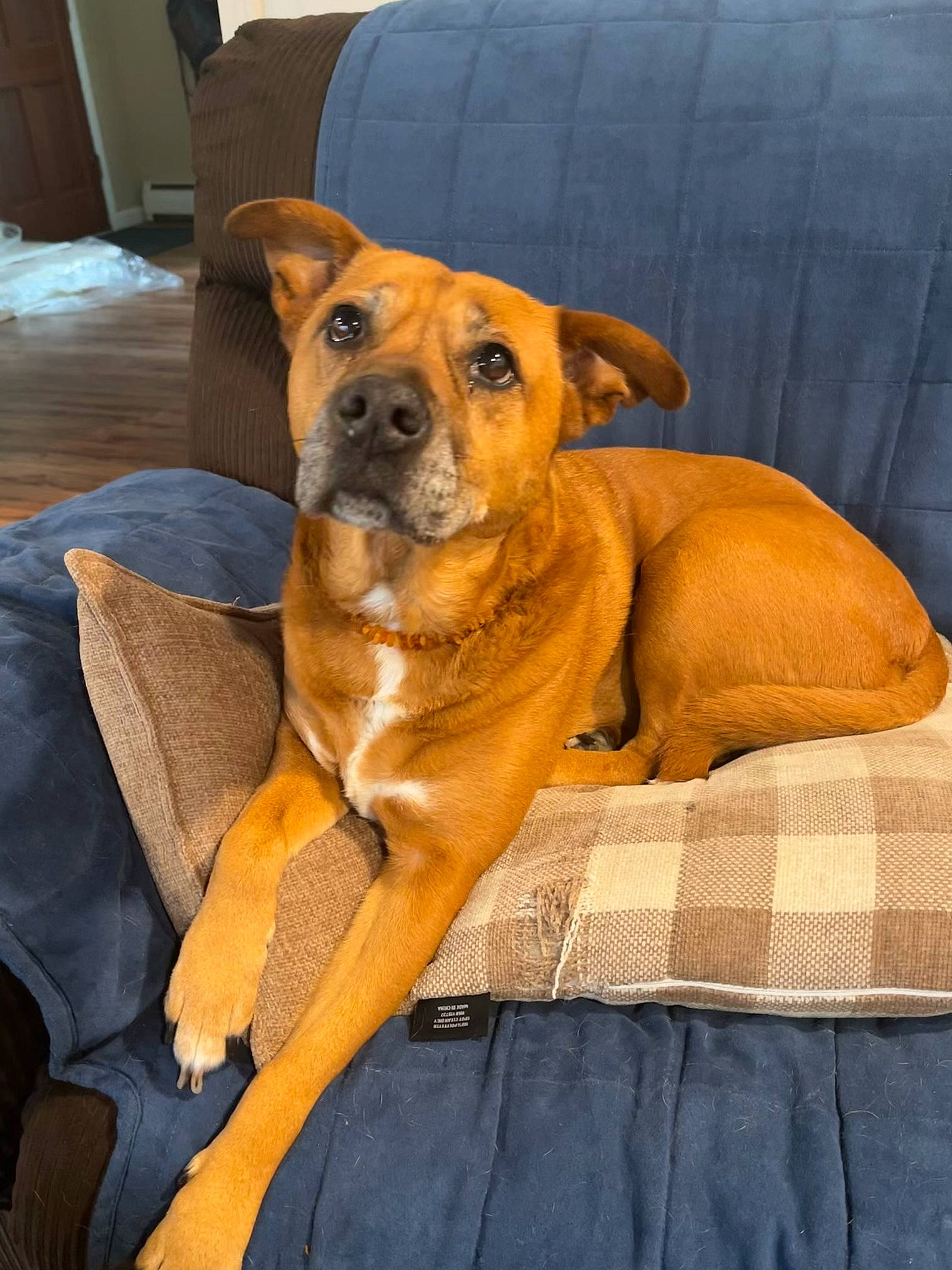 Tiki joined the competition — help win amazing prizes! canidae, carnivore, collar, comfort, companion_dog, dog, dog_breed, dog_supply, fawn, flooring, guard_dog, hardwood, paw, pet_supply, snout, sporting_group, whiskers, wood, working_animal, working_dog