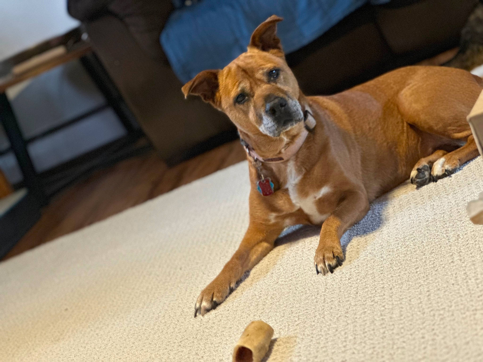 Tiki joined the competition — help win amazing prizes! canidae, carnivore, collar, companion_dog, dog, dog_breed, dog_collar, dog_supply, fawn, flooring, guard_dog, hardwood, paw, snout, sporting_group, street_dog, toy_dog, whiskers, wood, working_animal