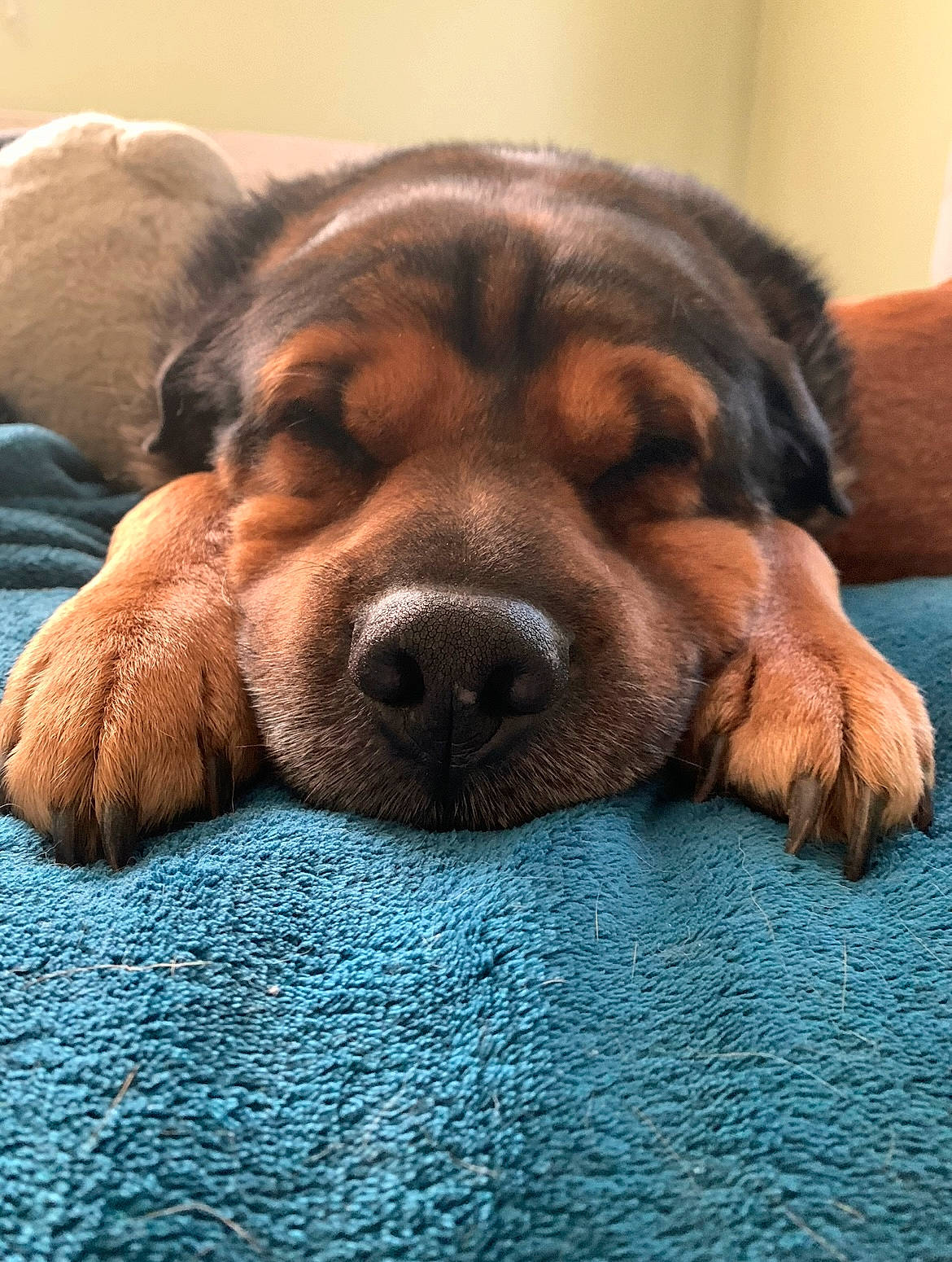 Chunk is registered to the contest to win money with this photo: canidae, carnivore, companion_dog, dog, dog_breed, eye, fawn, fur, gesture, guard_dog, liver, paw, snout, sporting_group, tennis_ball, terrestrial_animal, whiskers, window, wrinkle, yawn