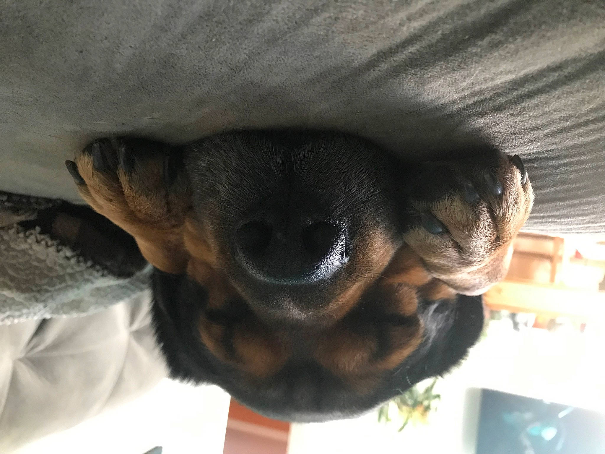 Chunk is registered to the contest to win money with this photo: canidae, carnivore, comfort, companion_dog, dog, dog_breed, ear, fawn, fur, jaw, liver, palm_tree, snout, sporting_group, tail, terrestrial_animal, toy_dog, whiskers, window, working_animal