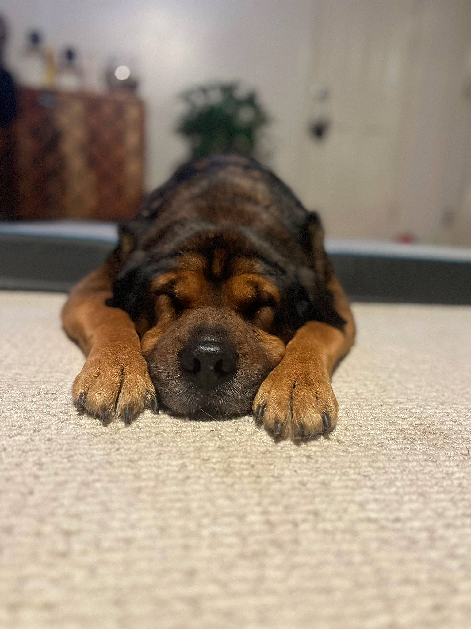 Chunk is registered to the contest to win money with this photo: biting, bored, canidae, carnivore, claw, companion_dog, dog, dog_breed, eye, fawn, floor, flooring, fur, paw, snout, terrestrial_animal, whiskers, wood, working_animal, wrinkle