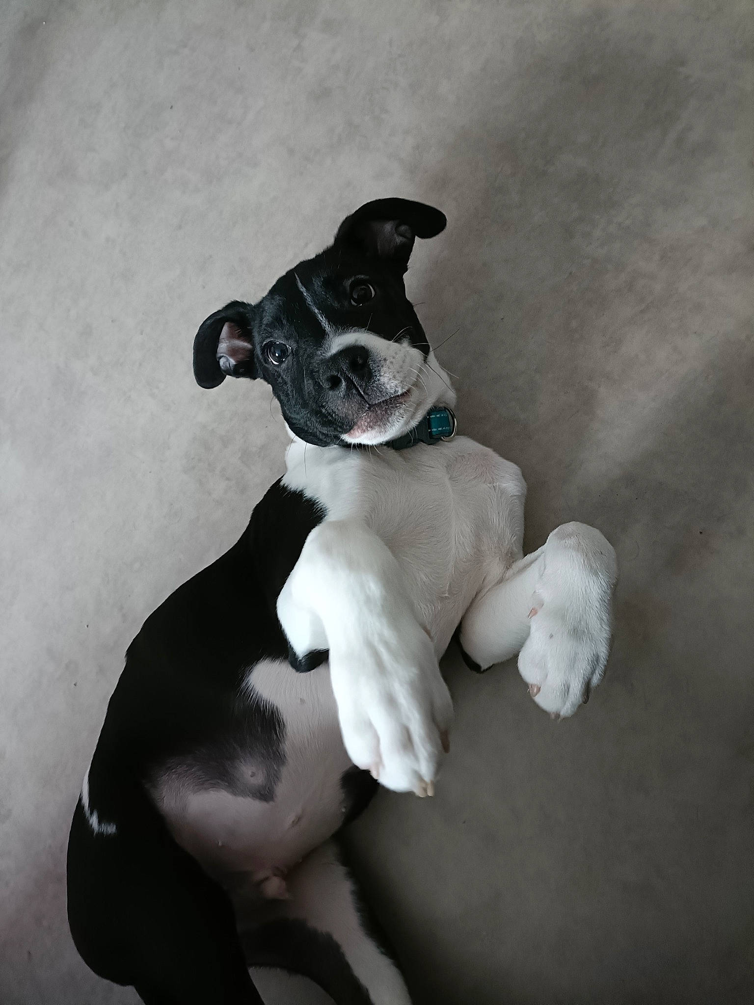 Thor participe au concours pour gagner de l'argent avec cette photo : art, companion_dog, dog_breed, dress, fawn, flash_photography, hat, human_leg, leg, monochrome, monochrome_photography, sculpture, stuffed_toy, tail, teddy_bear, toy, trunk, vertebrate, whiskers, working_animal