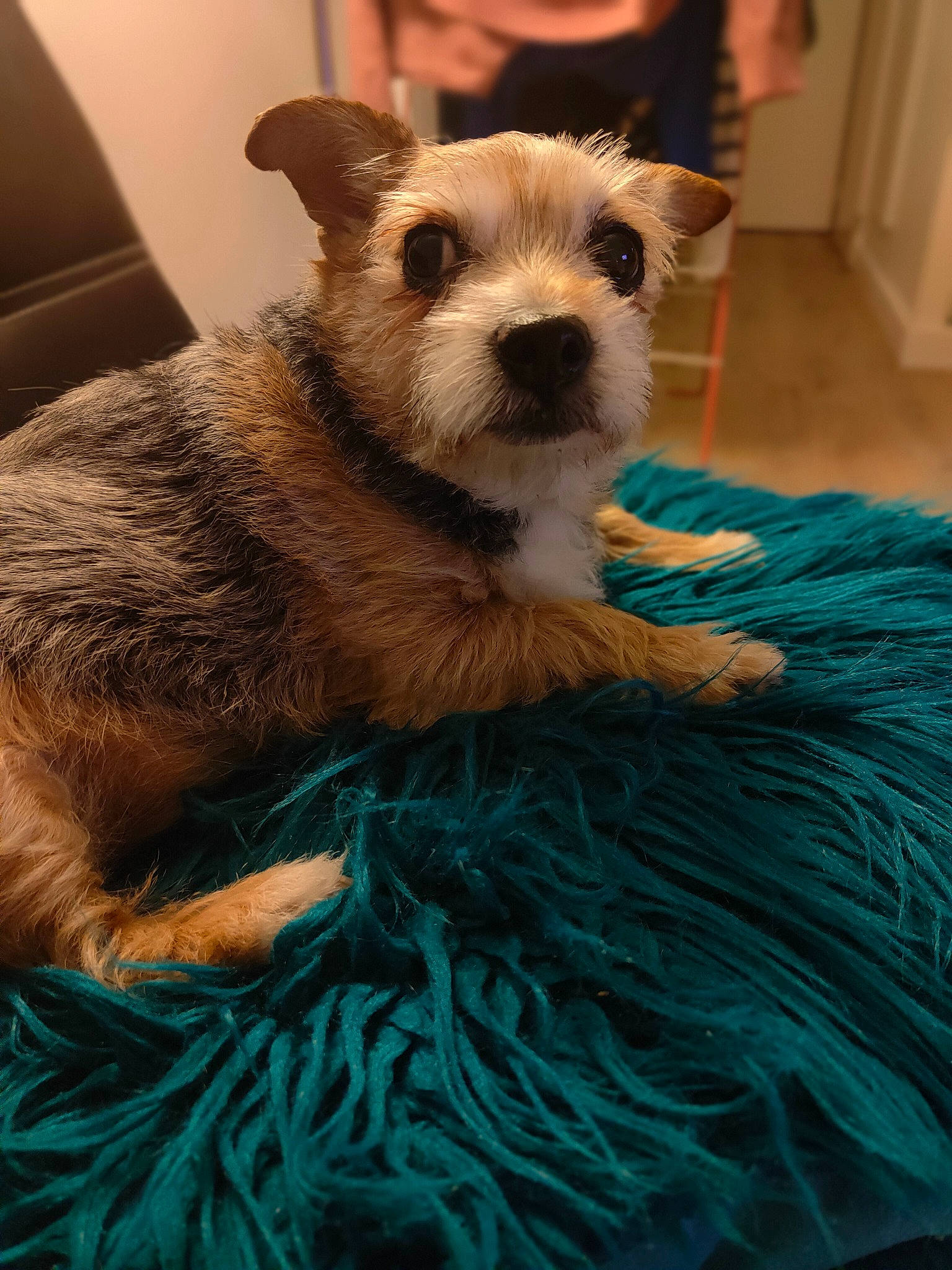 Fara participe au concours pour gagner de l'argent avec cette photo : canidae, carnivore, companion_dog, dog, dog_breed, dog_supply, door, fawn, fur, green, pet_supply, small_terrier, snout, terrestrial_animal, terrier, toy_dog, whiskers, working_animal