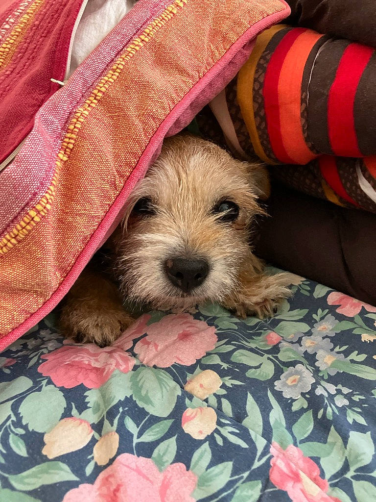 Fara a rejoint le concours — aidez-le/la à gagner de superbes lots ! canidae, carnivore, comfort, companion_dog, dog, dog_breed, dog_clothes, dog_supply, fawn, fur, linens, pattern, pet_supply, sitting, small_terrier, snout, sporting_group, terrier, toy_dog, working_animal