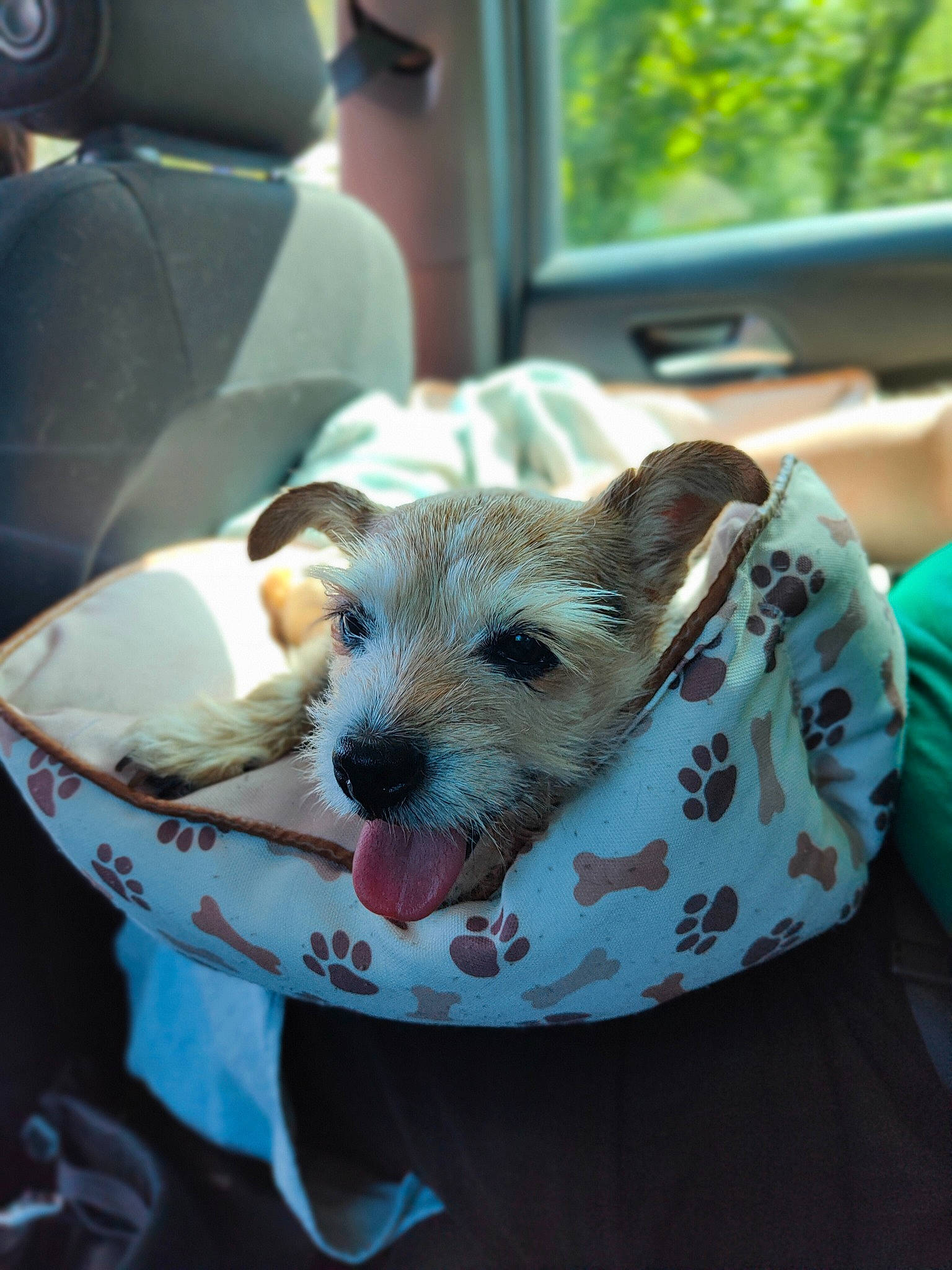 Fara a rejoint le concours — aidez-le/la à gagner de superbes lots ! canidae, carnivore, chair, comfort, companion_dog, couch, dog, dog_breed, fawn, fur, gadget, linens, snout, sporting_group, tableware, terrestrial_animal, terrier, toy_dog, whiskers, working_animal