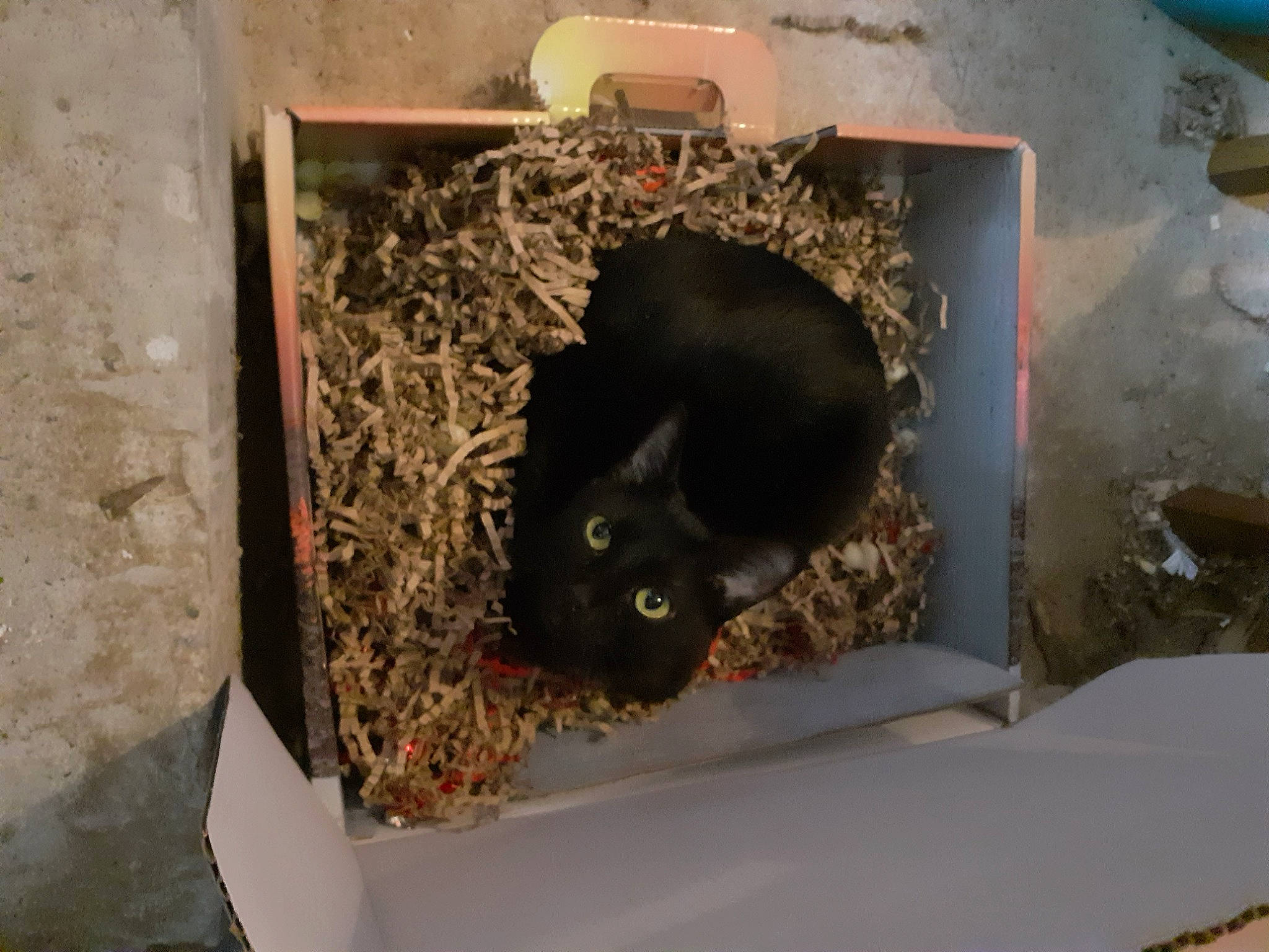 Tanaïs participe au concours pour gagner de l'argent avec cette photo : black_cat, carnivore, cat, domestic_short_haired_cat, felidae, muroidea, pet_supply, plant, rat, red_backed_voles, rodent, small_to_medium_sized_cats, soil, tail, terrestrial_animal, whiskers