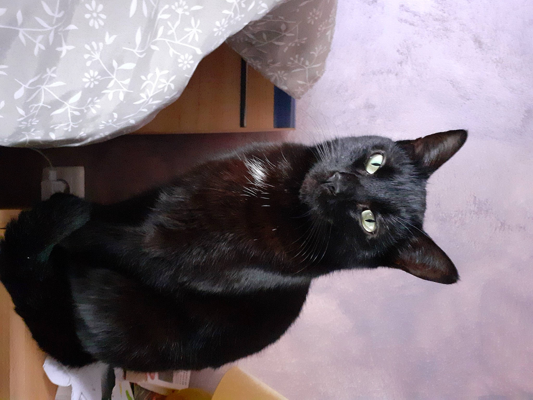 Tanaïs participe au concours pour gagner de l'argent avec cette photo : black_cat, bombay, carnivore, cat, claw, domestic_short_haired_cat, felidae, fur, plant, small_to_medium_sized_cats, snout, tail, whiskers