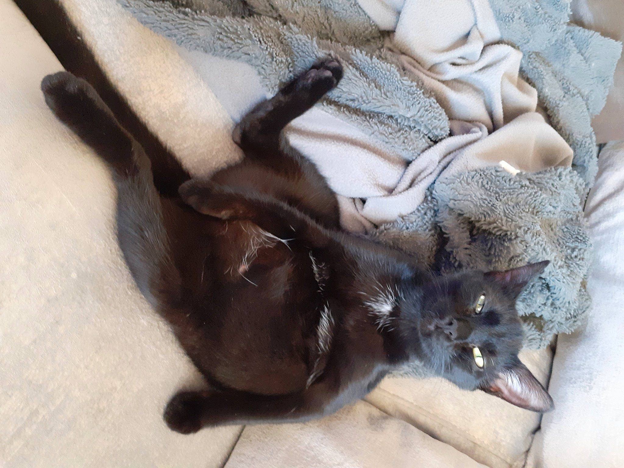 Tanaïs a rejoint le concours — aidez-le/la à gagner de superbes lots ! carnivore, cat, claw, comfort, dog_breed, domestic_short_haired_cat, fawn, felidae, fur, linens, liver, paw, small_to_medium_sized_cats, snout, sporting_group, terrestrial_animal, whiskers, working_animal