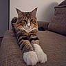 Willi a rejoint le concours — aidez-le/la à gagner de superbes lots ! cat, tabby, fluffy, long_hair, white_paws, whiskers, ears, eyes, animal, pet, couch, sofa, indoors, home, portrait, sitting, lying_down, brown_fur, striped_fur, close_up