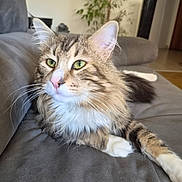 Willi a rejoint le concours — aidez-le/la à gagner de superbes lots ! cat, tabby, fluffy, long_hair, pet, animal, green_eyes, whiskers, ears, pink_nose, white_chest, striped_fur, paws, lying_down, sofa, couch, indoor, living_room, portrait, relaxed