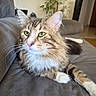 cat, tabby, fluffy, long_hair, pet, animal, green_eyes, whiskers, ears, pink_nose, white_chest, striped_fur, paws, lying_down, sofa, couch, indoor, living_room, portrait, relaxed