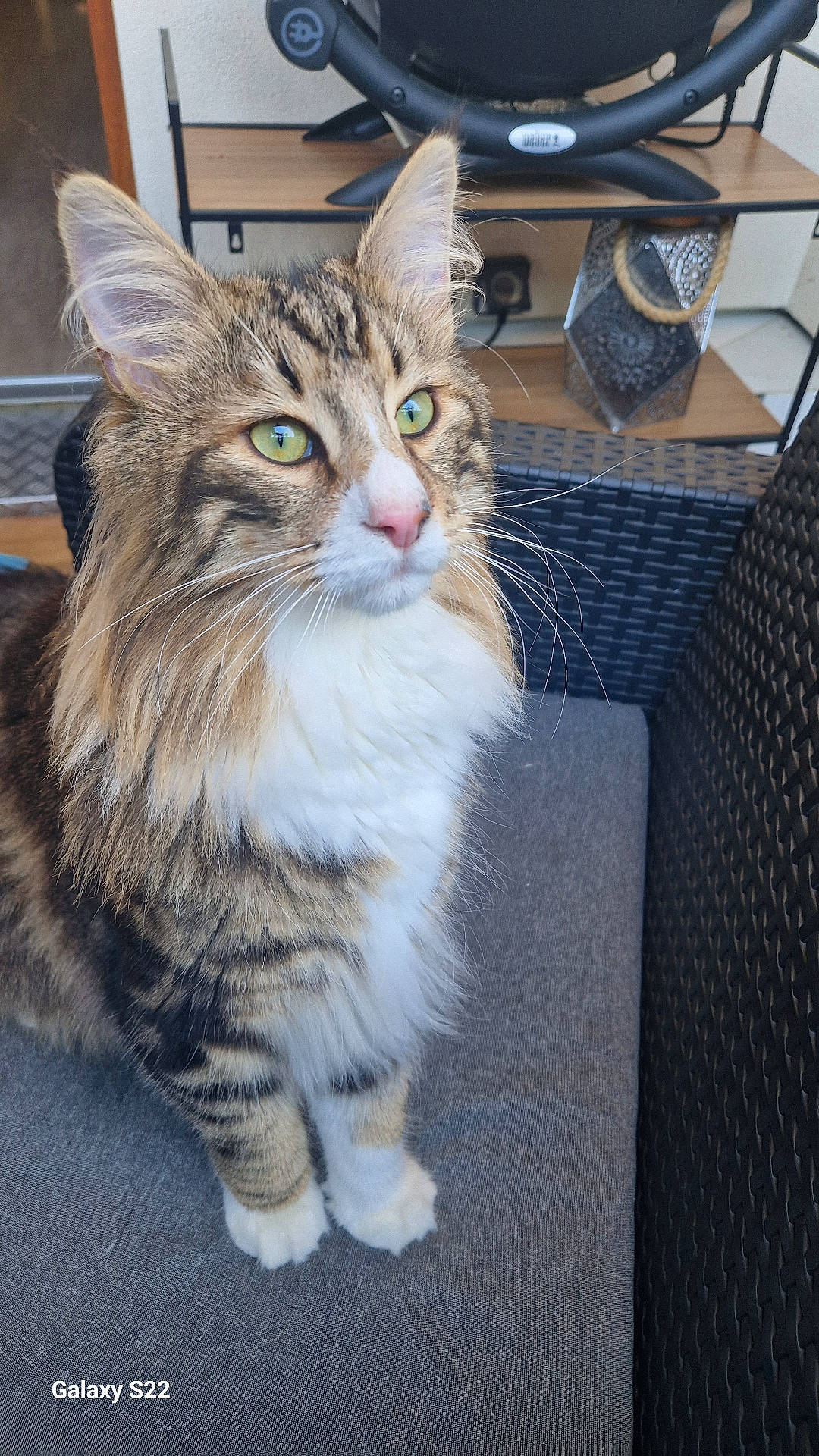 Willi