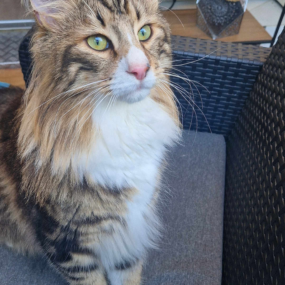 Willi