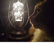 Ember is registered to the contest to win money with this photo: animal, cat, chandelier, electronics, face, glass, head, kitten, lamp, lampshade, lantern, light, lighting, manx, person, pet, photography, portrait, screen, tablelamp