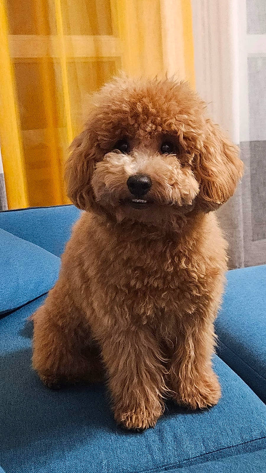 Totò participe au concours pour gagner de l'argent avec cette photo : canidae, carnivore, companion_dog, dog, dog_breed, dog_collar, fawn, fur, labradoodle, liver, maltepoo, poodle, poodle_crossbreed, small_terrier, snout, sporting_group, terrier, toy_dog, water_dog, working_animal