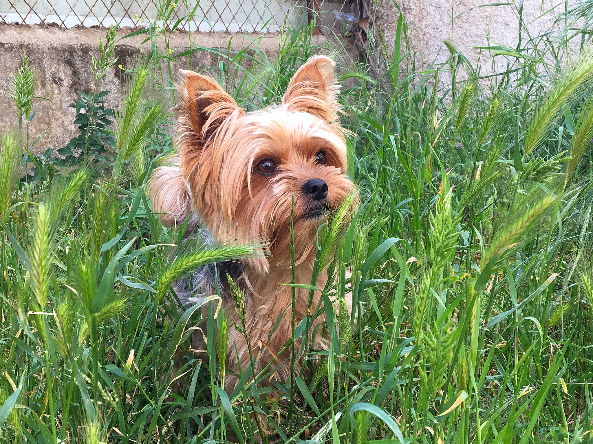 Shrek a rejoint le concours — aidez-le/la à gagner de superbes lots ! australian_silky_terrier, australian_terrier, biewer_terrier, cairn_terrier, canidae, carnivore, companion_dog, dog, dog_breed, grass, mammal, norwich_terrier, plant, rare_breed_dog, small_terrier, sporting_group, terrier, toy_dog, vertebrate, yorkshire_terrier