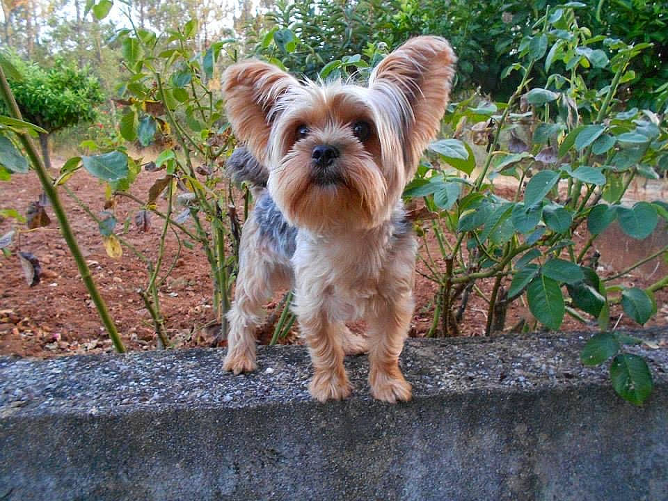 Shrek a rejoint le concours — aidez-le/la à gagner de superbes lots ! australian_silky_terrier, biewer_terrier, canidae, carnivore, chinese_imperial_dog, companion_dog, dog, dog_breed, mammal, morkie, norwich_terrier, puppy, rare_breed_dog, small_terrier, snout, terrier, toy_dog, vertebrate, yorkipoo, yorkshire_terrier