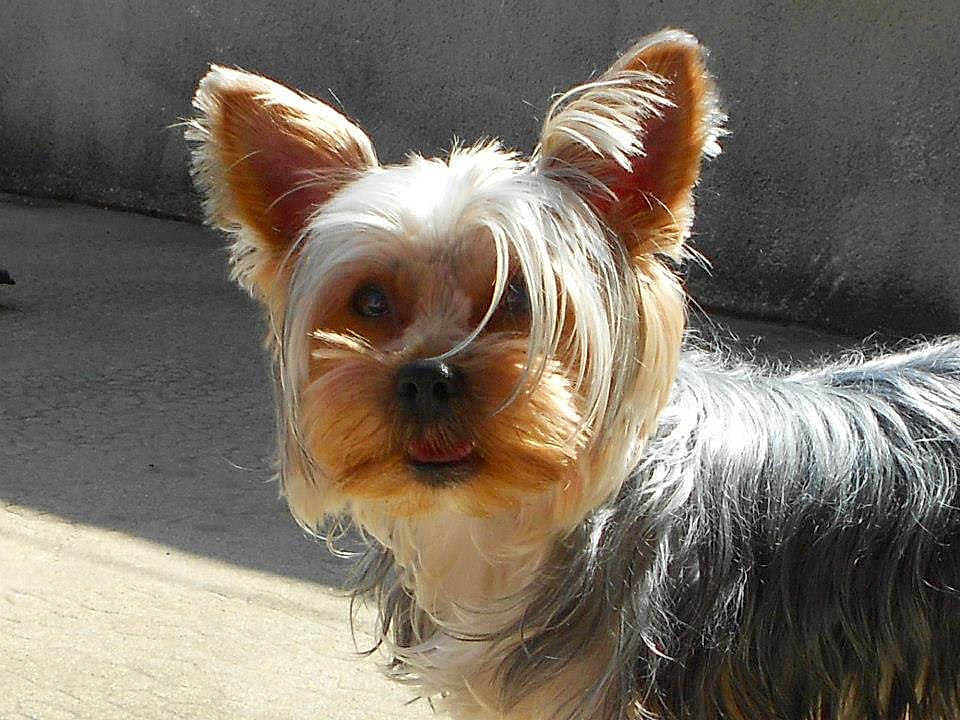 Shrek participe au concours pour gagner de l'argent avec cette photo : australian_silky_terrier, australian_terrier, biewer_terrier, cairn_terrier, canidae, carnivore, companion_dog, dog, dog_breed, ear, mammal, norwich_terrier, puppy, rare_breed_dog, small_terrier, snout, terrier, toy_dog, vertebrate, yorkshire_terrier