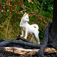 Archie participe au concours pour gagner de l'argent avec cette photo : puppy, dog, white_dog, blue_eyes, forest, tree, log, charred_wood, nature, outdoor, animal, young_dog, standing, fur, canine, greenery, branches, wildlife, alert, pet