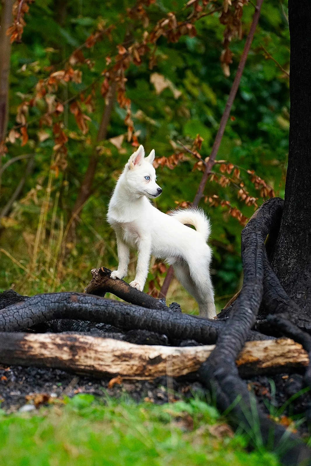 Archie participe au concours pour gagner de l'argent avec cette photo : puppy, dog, white_dog, blue_eyes, forest, tree, log, charred_wood, nature, outdoor, animal, young_dog, standing, fur, canine, greenery, branches, wildlife, alert, pet