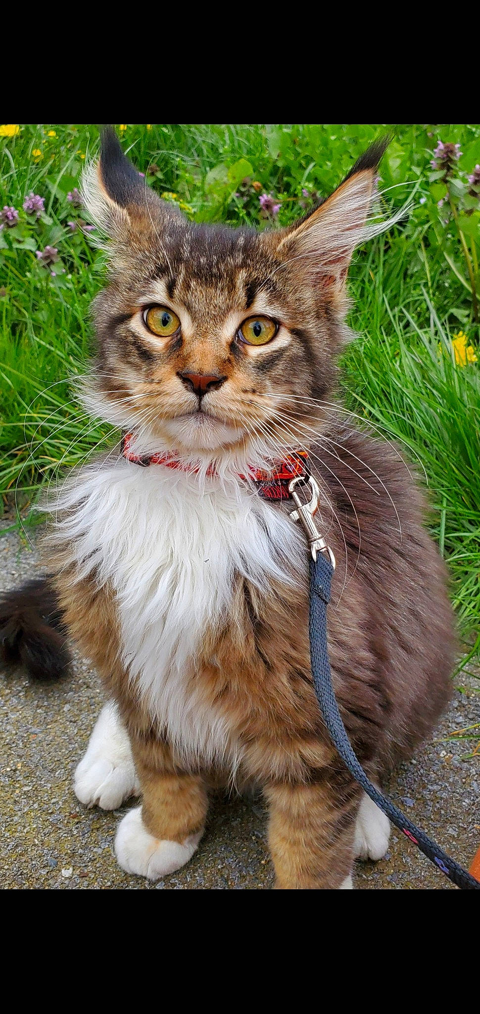 Tiger a rejoint le concours — aidez-le/la à gagner de superbes lots ! carnivore, cat, collar, domestic_short_haired_cat, event, eye, fawn, felidae, flower, fur, grass, leash, paw, plant, small_to_medium_sized_cats, snout, tail, terrestrial_animal, whiskers, wildlife