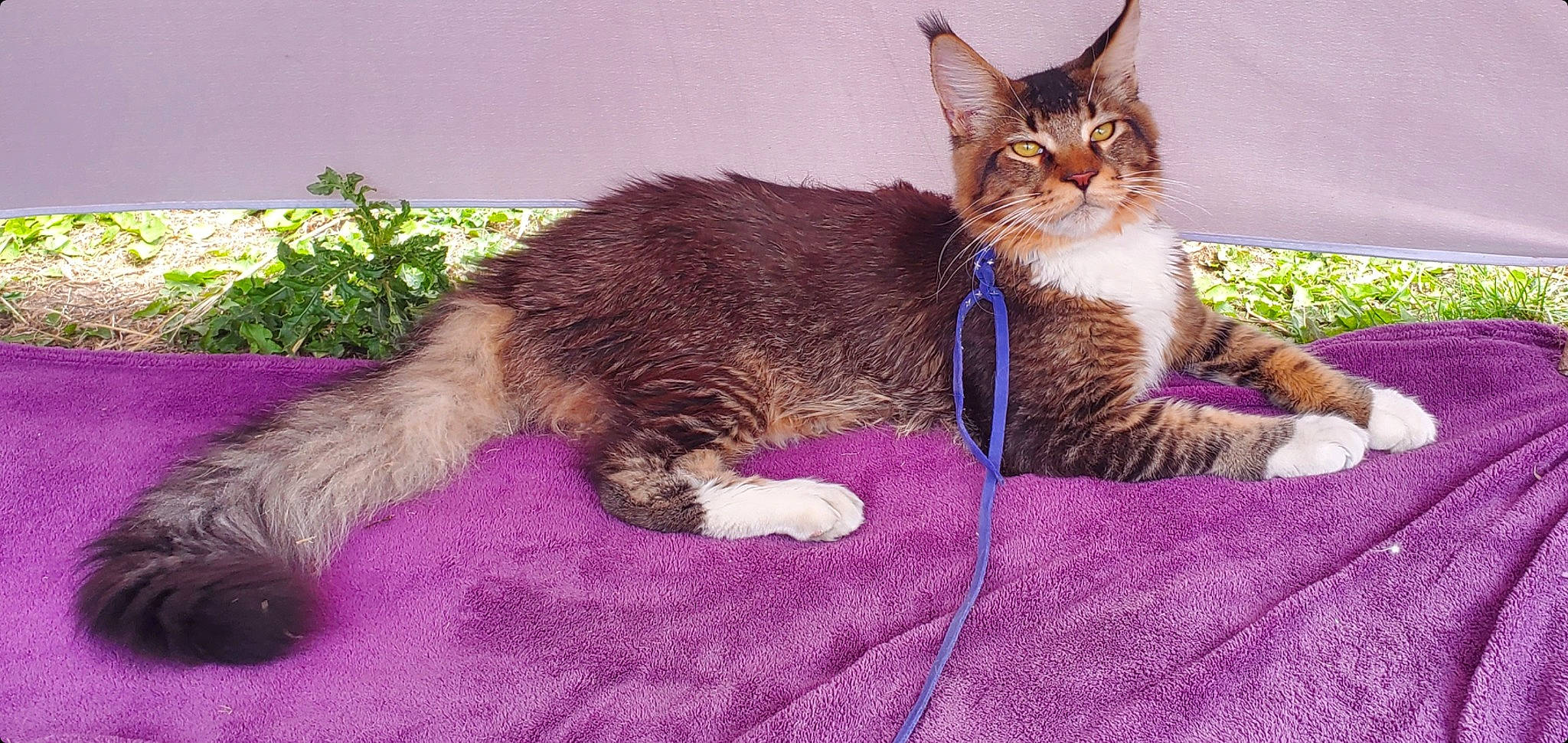 Tiger a rejoint le concours — aidez-le/la à gagner de superbes lots ! carnivore, cat, claw, collar, comfort, domestic_short_haired_cat, eye, felidae, fur, iris, lap, magenta, paw, plant, sitting, small_to_medium_sized_cats, snout, tail, terrestrial_animal, whiskers