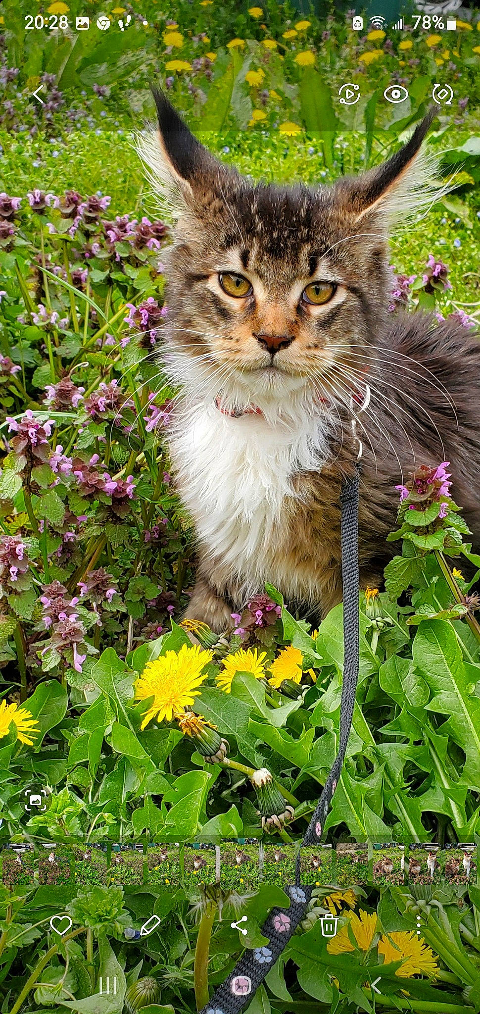 Tiger participe au concours pour gagner de l'argent avec cette photo : annual_plant, botany, carnivore, cat, domestic_short_haired_cat, fawn, felidae, flower, flowering_plant, garden, grass, groundcover, herbaceous_plant, meadow, petal, plant, shrub, small_to_medium_sized_cats, terrestrial_animal, whiskers