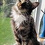 Lexie joined the competition — help win amazing prizes! cat, tabby, fluffy, windowsill, window, screen, sunlight, greenery, curious, pet, feline, whiskers, tail, indoor, daylight, closeup, animal, domestic, resting, portrait