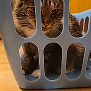 Lexie joined the competition — help win amazing prizes! cat, tabby_cat, laundry_basket, blue, indoor, pet, curious, animal, wooden_floor, feline, whiskers, face, paw, closeup, cozy, home, pet_care, domestic_animal, looking, resting