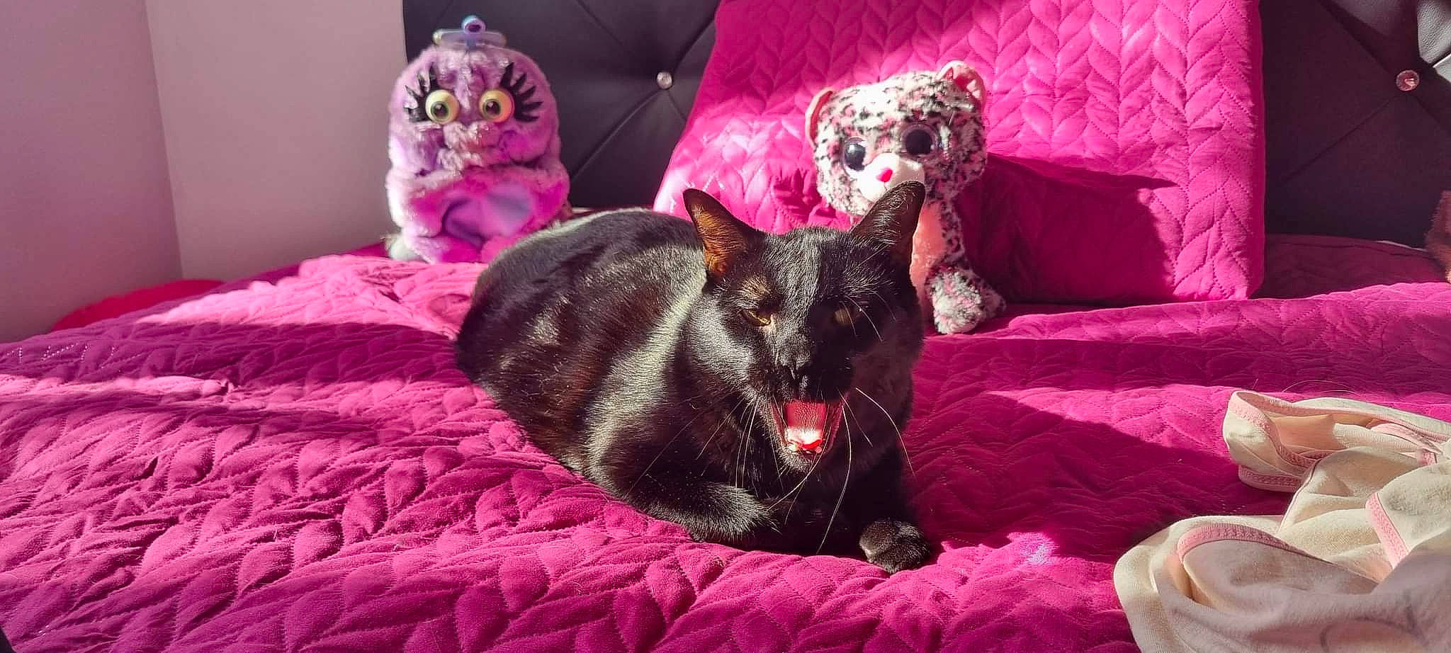 Pepito