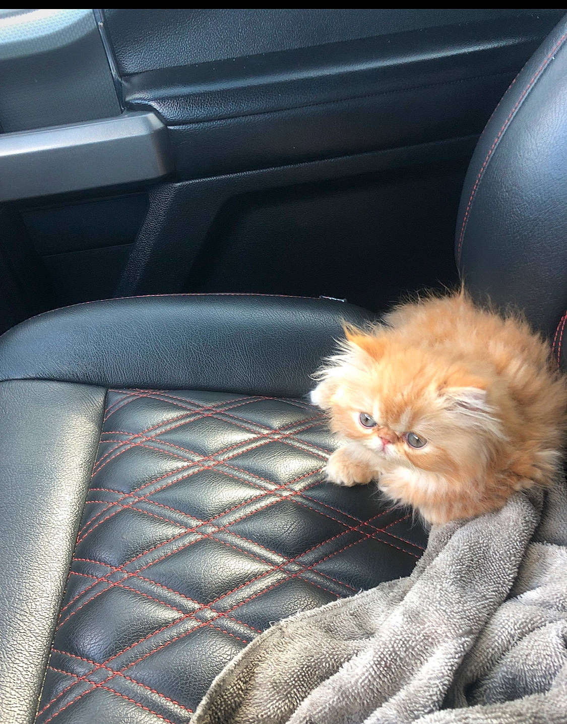 Ginger joined the competition — help win amazing prizes! auto_part, automotive_exterior, car_seat, car_seat_cover, carnivore, cat, comfort, family_car, fawn, felidae, fur, human_leg, motor_vehicle, personal_luxury_car, small_to_medium_sized_cats, snout, vehicle, vehicle_door, whiskers, window