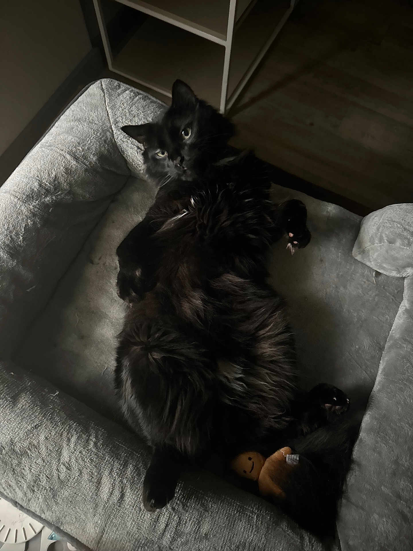 Chip joined the competition — help win amazing prizes! black_cat, cat, pet_bed, plush_toy, indoor, feline, relaxed, fur, animal, cute, cozy, resting, looking, domestic_cat, soft_lighting, floor, wood_floor, curious, paw, whiskers