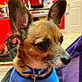 dog, small_dog, pet, blue_shirt, collar, dog_tag, indoor, red_wall, ears_up, alert, brown_fur, black_nose, whiskers, close_up, veterinary_clinic, tile_floor, door, purple_blanket, reflection, animal