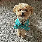 Sevyn joined the competition — help win amazing prizes! dog, small_dog, curly_fur, blue_shirt, patterned_clothing, carpet, indoor, pet, cute, happy, smiling, sitting, fur, animal, domestic_animal, collar, playful, front_view, looking_at_camera, household