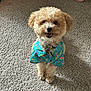 dog, small_dog, curly_fur, blue_shirt, patterned_clothing, carpet, indoor, pet, cute, happy, smiling, sitting, fur, animal, domestic_animal, collar, playful, front_view, looking_at_camera, household