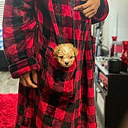 Sevyn joined the competition — help win amazing prizes! animal, carpet, cozy, curly_hair, cute, dog, fingers, flooring, furniture, hand, indoor, person, pet, pocket, pointing, puppy, red_checkered, robe, small, warm_lighting