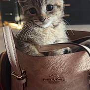 Savanna joined the competition — help win amazing prizes! accessory, animal, brown, cat, closeup, coach_brand, curious, cute, domestic_animal, fashion, fur, handbag, indoor, kitten, leather, pet, portrait, small, whiskers, young