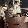 accessory, animal, brown, cat, closeup, coach_brand, curious, cute, domestic_animal, fashion, fur, handbag, indoor, kitten, leather, pet, portrait, small, whiskers, young