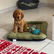 Boule participe au concours pour gagner de l'argent avec cette photo : puppy, dog, dog_bed, toy, tile_floor, indoor, blanket, green, brown, pet, cute, small_dog, floor, wall, corner, animal, domestic_animal, resting, young_dog, cozy