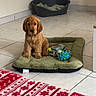 puppy, dog, dog_bed, toy, tile_floor, indoor, blanket, green, brown, pet, cute, small_dog, floor, wall, corner, animal, domestic_animal, resting, young_dog, cozy