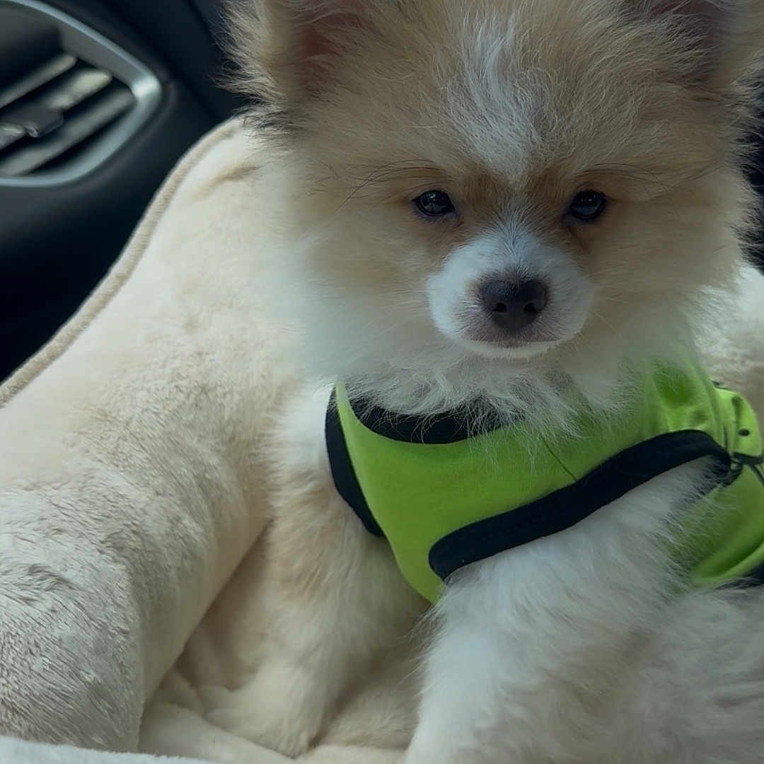 Pompom is registered to the contest to win money with this photo: animal, bed, blanket, car, car_interior, closeup, comfort, curious, cute, dog, fluffy, furry, harness, indoor, pet, puppy, seat, sitting, small_dog, young