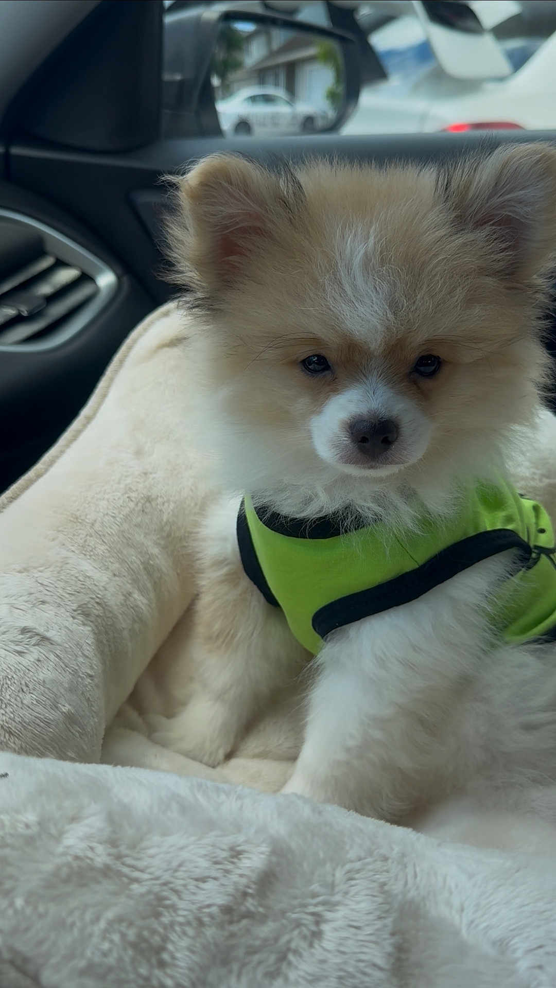 Pompom is registered to the contest to win money with this photo: dog, puppy, fluffy, pet, harness, car, car_interior, seat, blanket, bed, cute, animal, furry, small_dog, indoor, comfort, curious, sitting, closeup, young