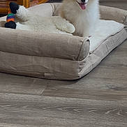 Pompom joined the competition — help win amazing prizes! dog, puppy, pet_bed, toy, indoor, wooden_floor, furniture, happy, tongue_out, fluffy, small_dog, cozy, beige, relaxed, cute, animal, domestic, living_room, smiling, home