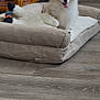 dog, puppy, pet_bed, toy, indoor, wooden_floor, furniture, happy, tongue_out, fluffy, small_dog, cozy, beige, relaxed, cute, animal, domestic, living_room, smiling, home