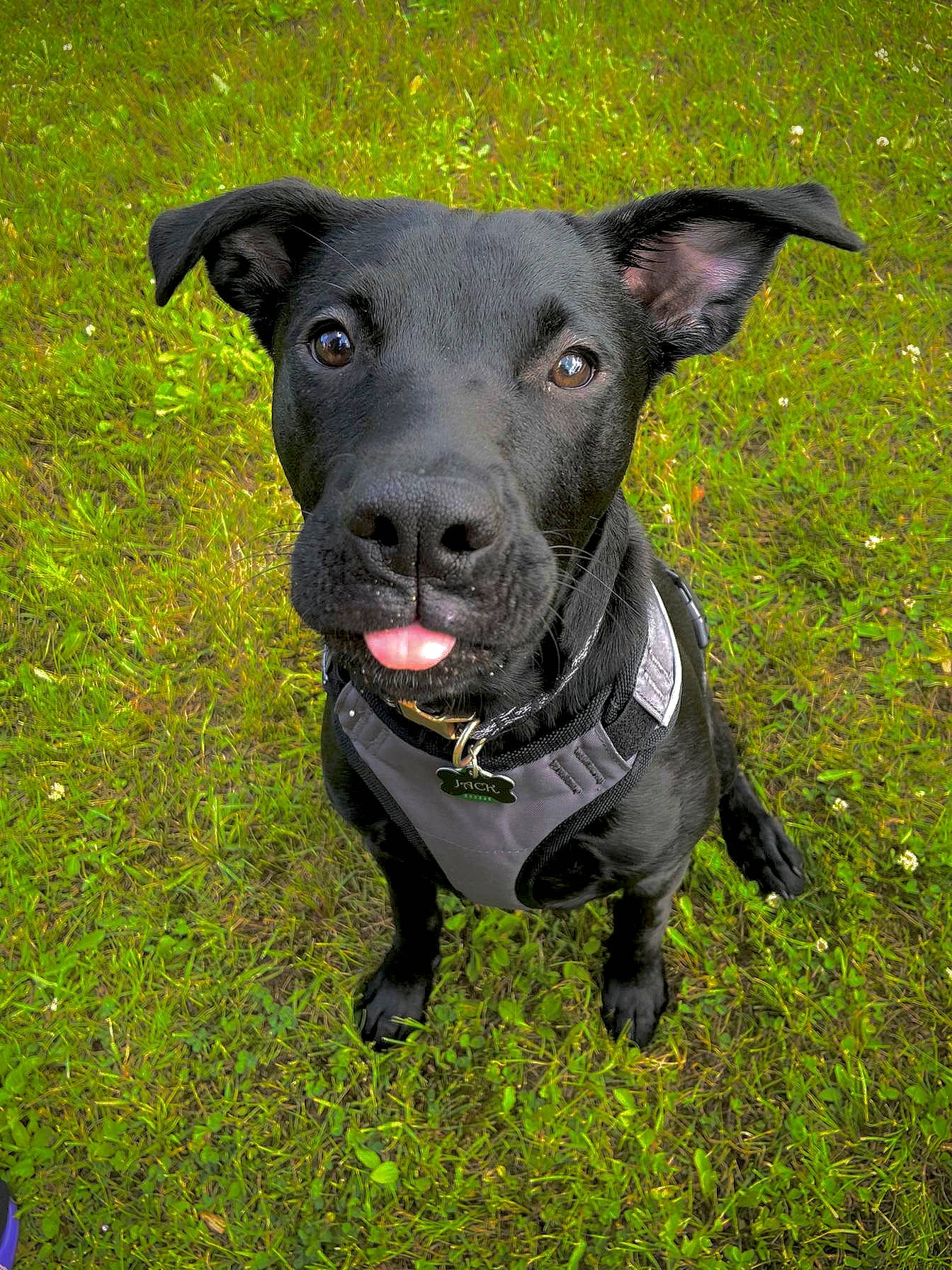 Jack is registered to the contest to win money with this photo: borador, canidae, carnivore, collar, companion_dog, dog, dog_breed, dog_collar, eye, fawn, grass, hunting_dog, non_sporting_group, pet_supply, plant, snout, sporting_group, terrestrial_animal, whiskers, working_animal