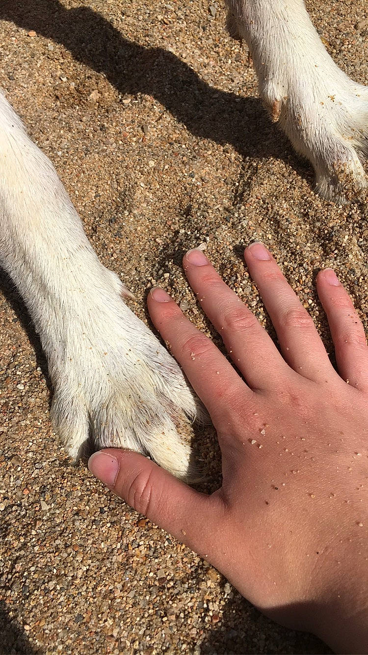 Lucky participe au concours pour gagner de l'argent avec cette photo : barefoot, finger, foot, gesture, grass, grass_family, human_body, human_leg, leg, mammal, nail, organism, people_in_nature, sand, soil, thumb, toe, vertebrate, wood, wrist