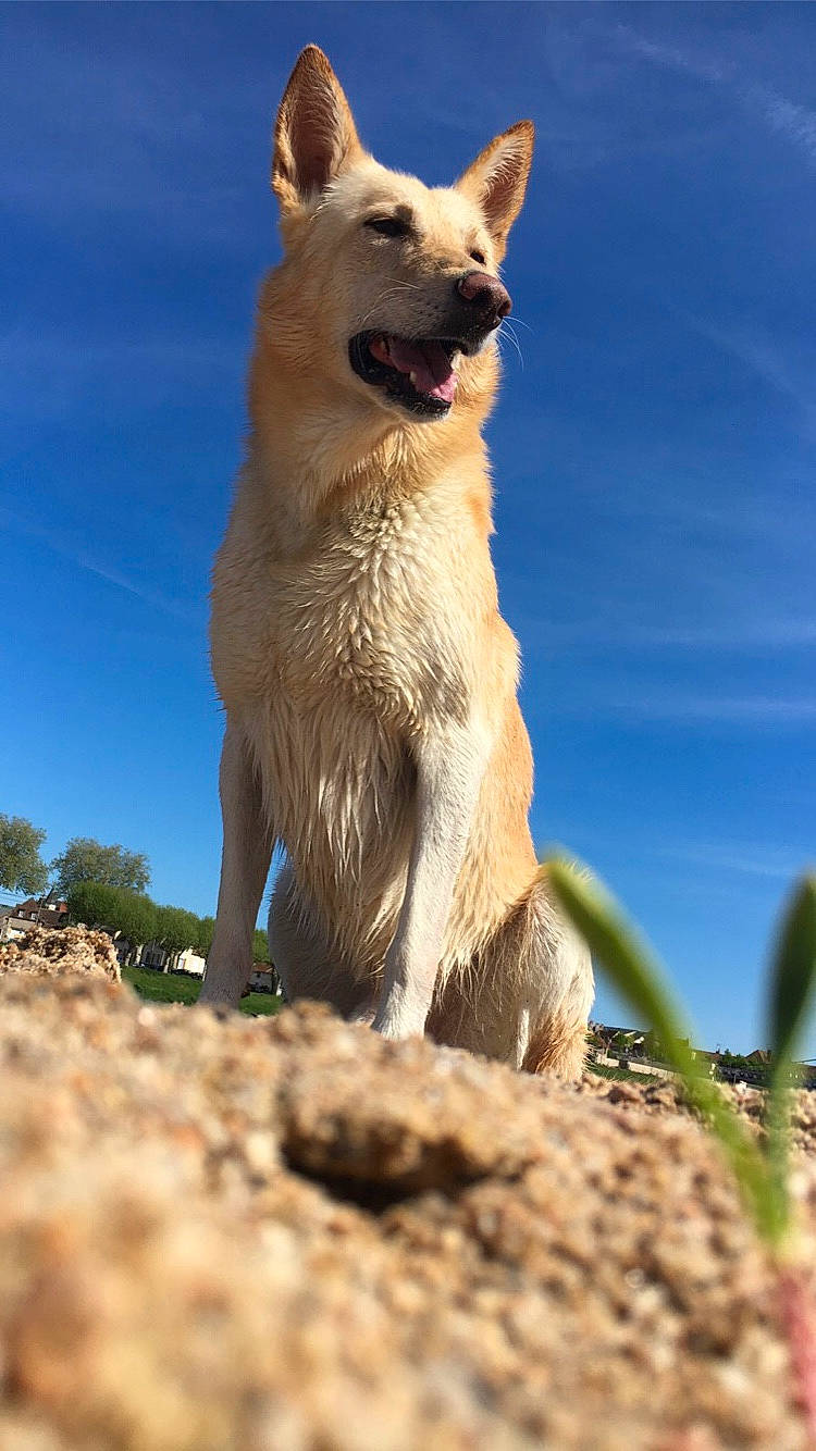 Lucky a rejoint le concours — aidez-le/la à gagner de superbes lots ! balance, canidae, carnivore, collar, companion_dog, dog, dog_breed, fawn, fur, plant, sky, snout, soil, sporting_group, tail, terrestrial_animal, tree, wildlife, working_animal, working_dog