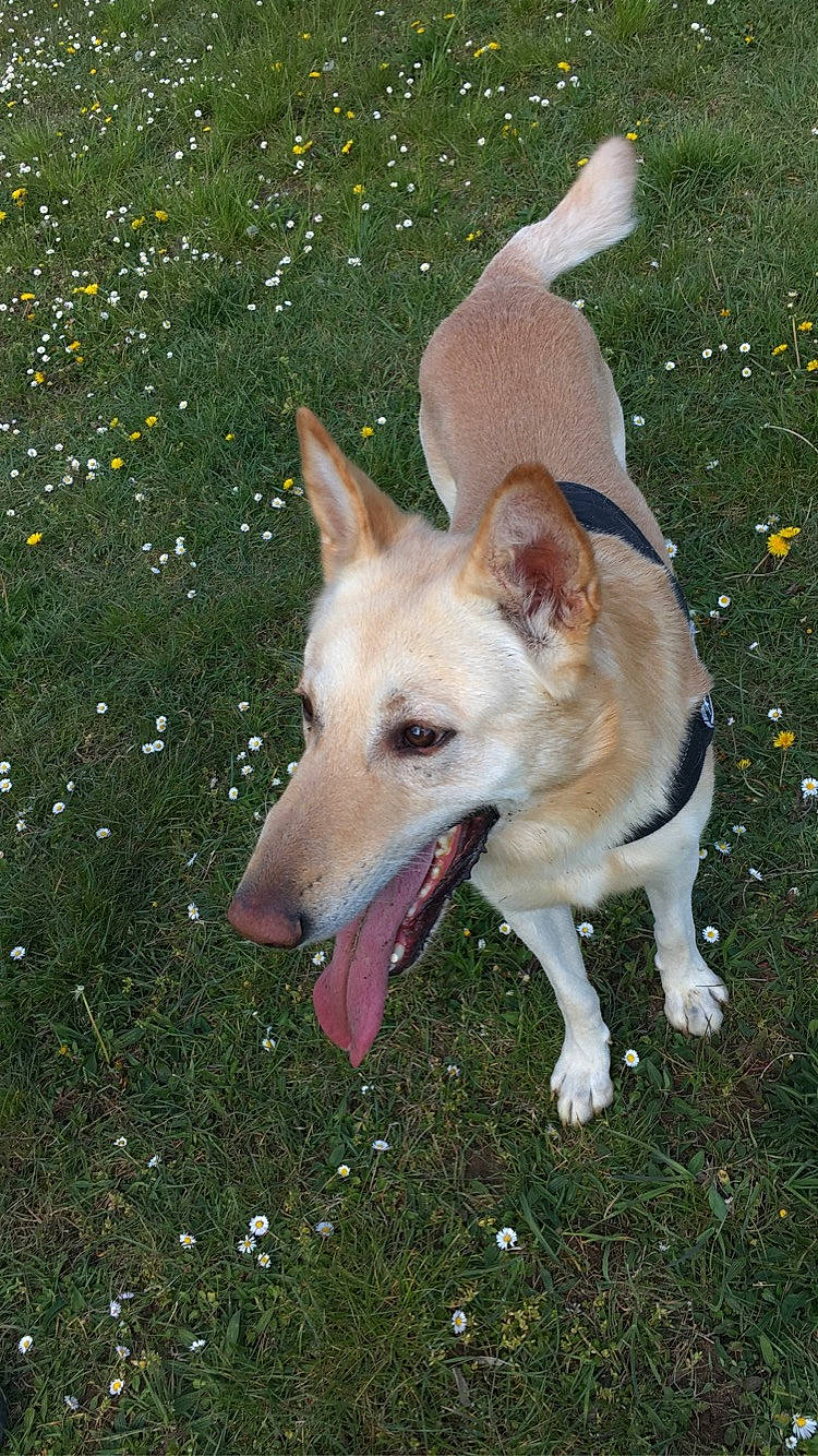 Lucky a rejoint le concours — aidez-le/la à gagner de superbes lots ! ancient_dog_breeds, canidae, carnivore, collar, companion_dog, dog, dog_breed, east_european_shepherd, fawn, grass, herding_dog, non_sporting_group, plant, snout, sporting_group, tail, working_dog