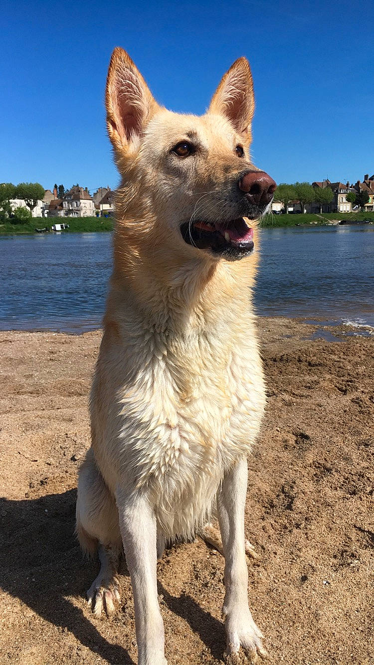 Lucky a rejoint le concours — aidez-le/la à gagner de superbes lots ! canidae, carnivore, collar, companion_dog, dog, dog_breed, dog_collar, fang, fawn, lake, sky, snout, sporting_group, tail, terrestrial_animal, tree, water, whiskers, working_animal, working_dog